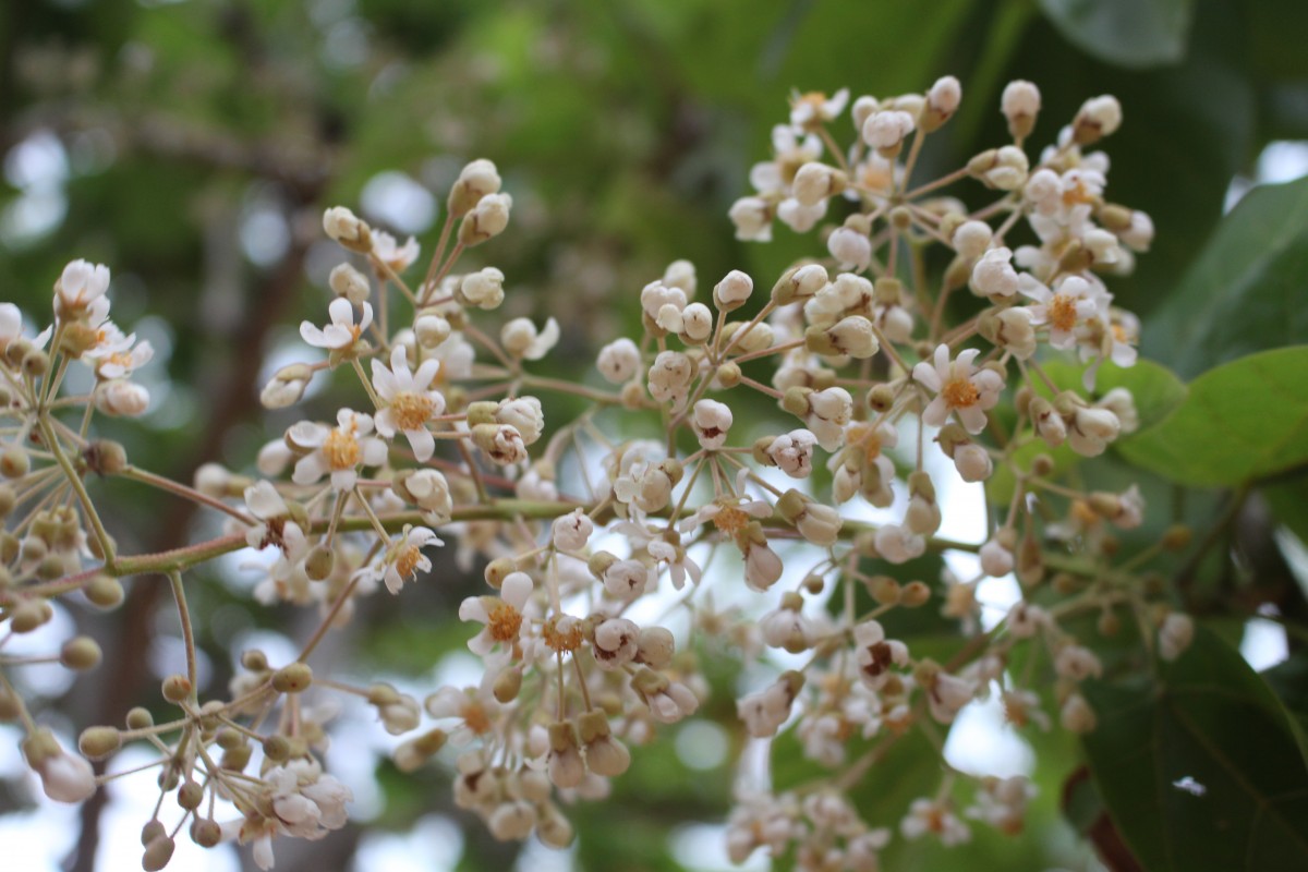 Berrya cordifolia (Willd.) Burret